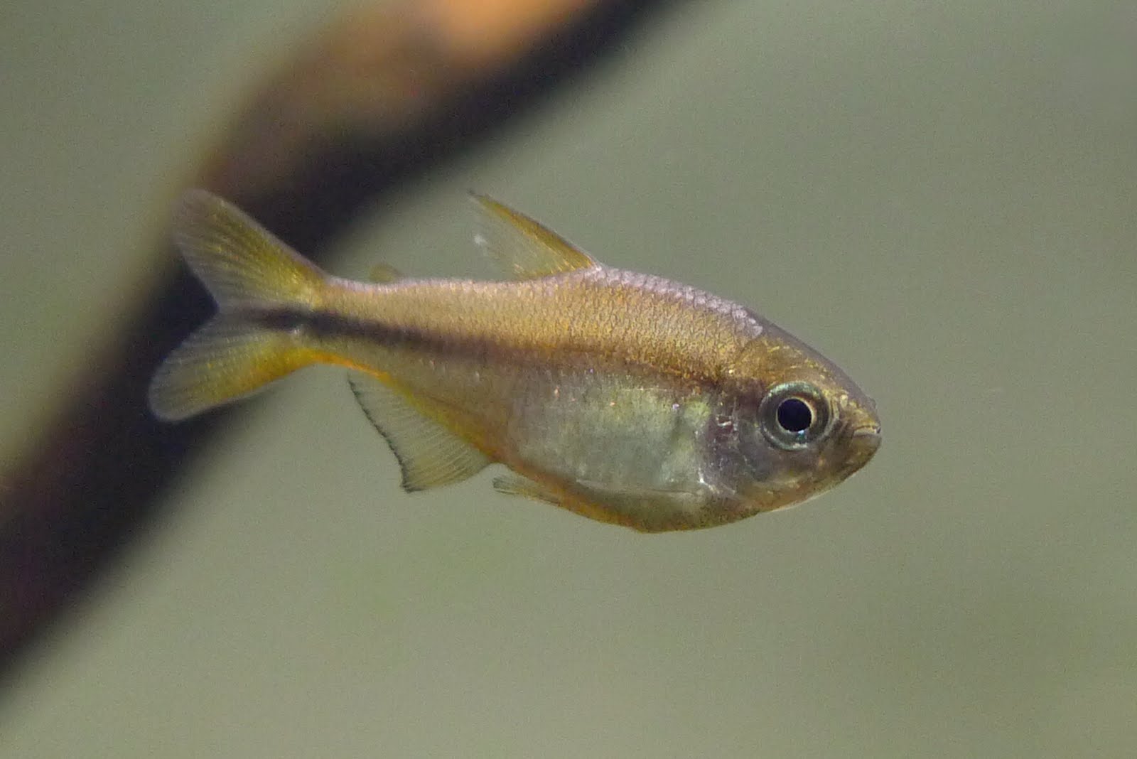 超级黄魔鬼灯 (Hyphessobrycon notidanos)灯鱼饲养资料，图片