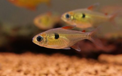 糖果灯 （Hemigrammus arua）灯鱼饲养资料，图片