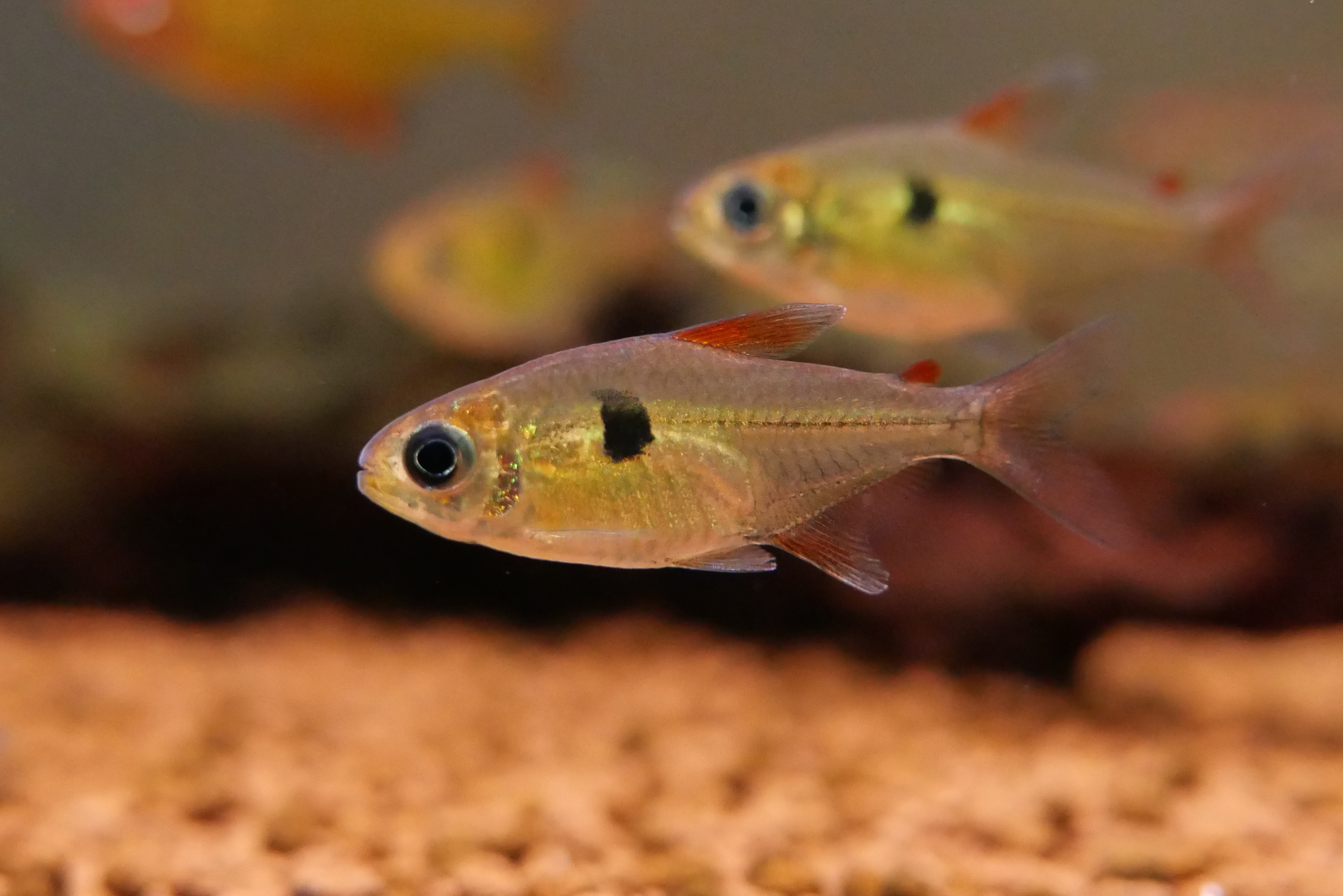 糖果灯 （Hemigrammus arua）灯鱼饲养资料，图片