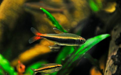 红尾蓝带灯 （Hyphessobrycon sp. “loreto matae”）灯鱼饲养资料，图片