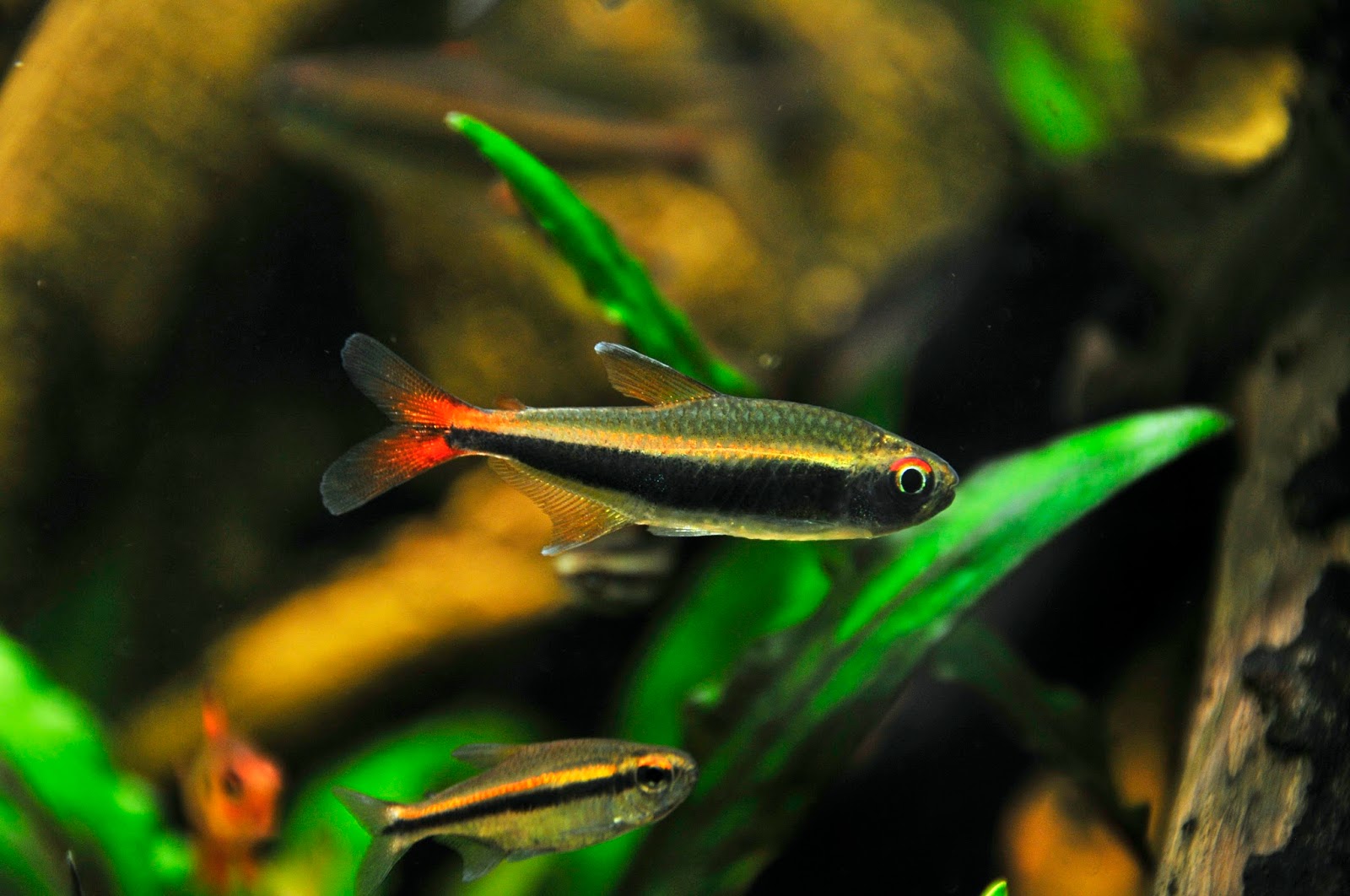 红尾蓝带灯 （Hyphessobrycon sp. “loreto matae”）灯鱼饲养资料，图片