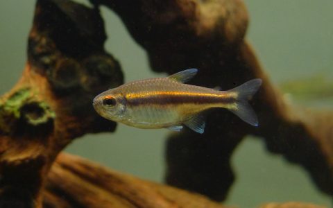 红眼巧克力霓虹 （Hyphessobrycon cf. vilmae from Rio Juruena）灯鱼饲养资料，图片