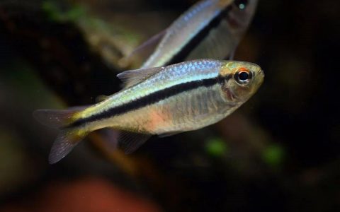 皇室青魔鬼灯 （Hyphessobrycon sp. “Imperial lapis tetra”）灯鱼饲养资料，图片