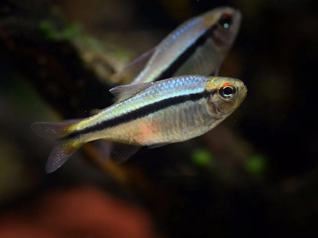 皇室青魔鬼灯 （Hyphessobrycon sp. “Imperial lapis tetra”）灯鱼饲养资料，图片