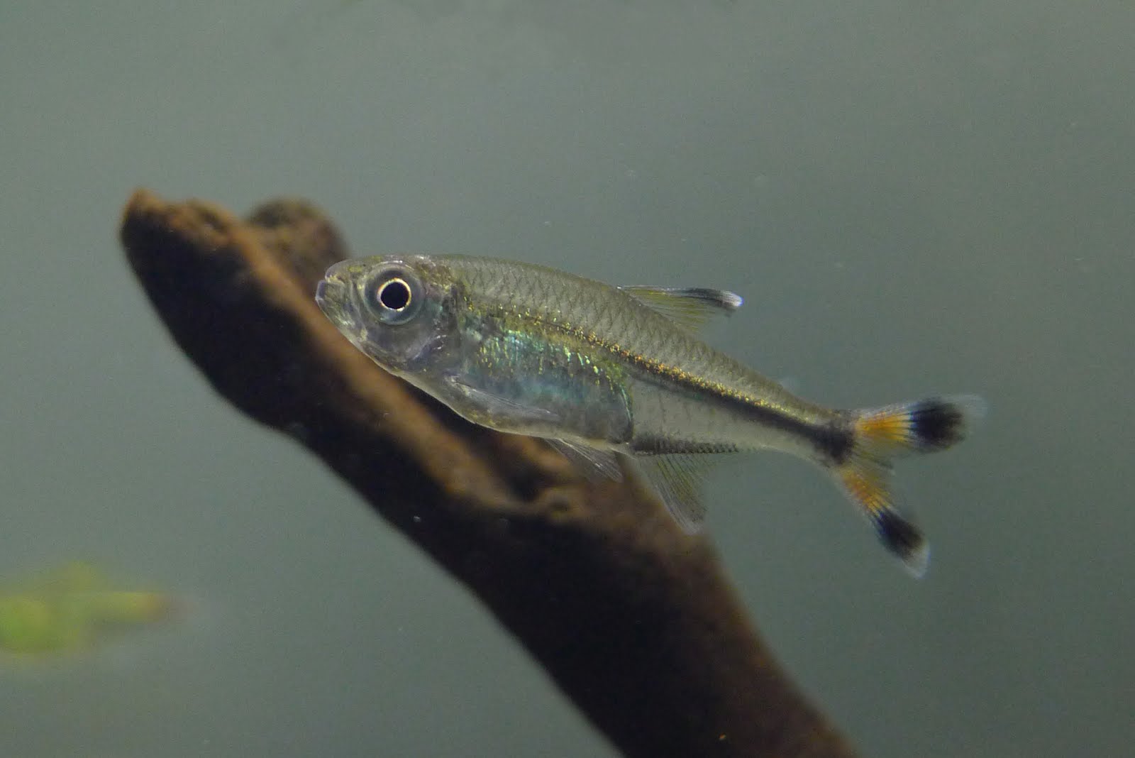 秘鲁黑尾火焰灯 （Hemigrammus bayleyi）灯鱼饲养资料，图片