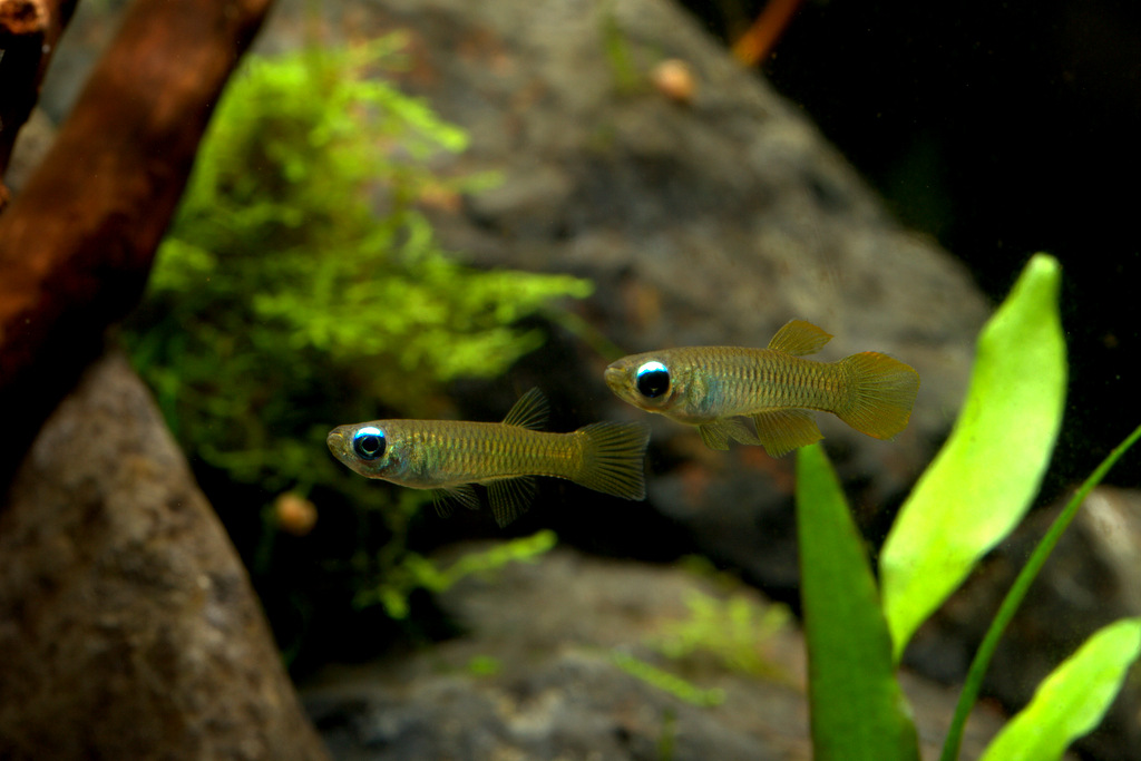 蓝眼灯鱼Aplocheilichthys Normani饲养资料、图片