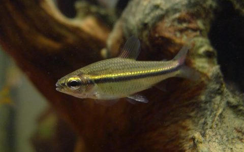 金线短笔灯 （Nannaethiops unitaeniatus）灯鱼饲养资料，图片