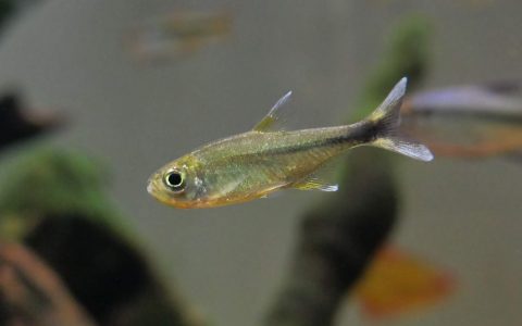 白箭薄荷灯 （Hasemania sp. from “Rio Araguaia”）灯鱼饲养资料，图片