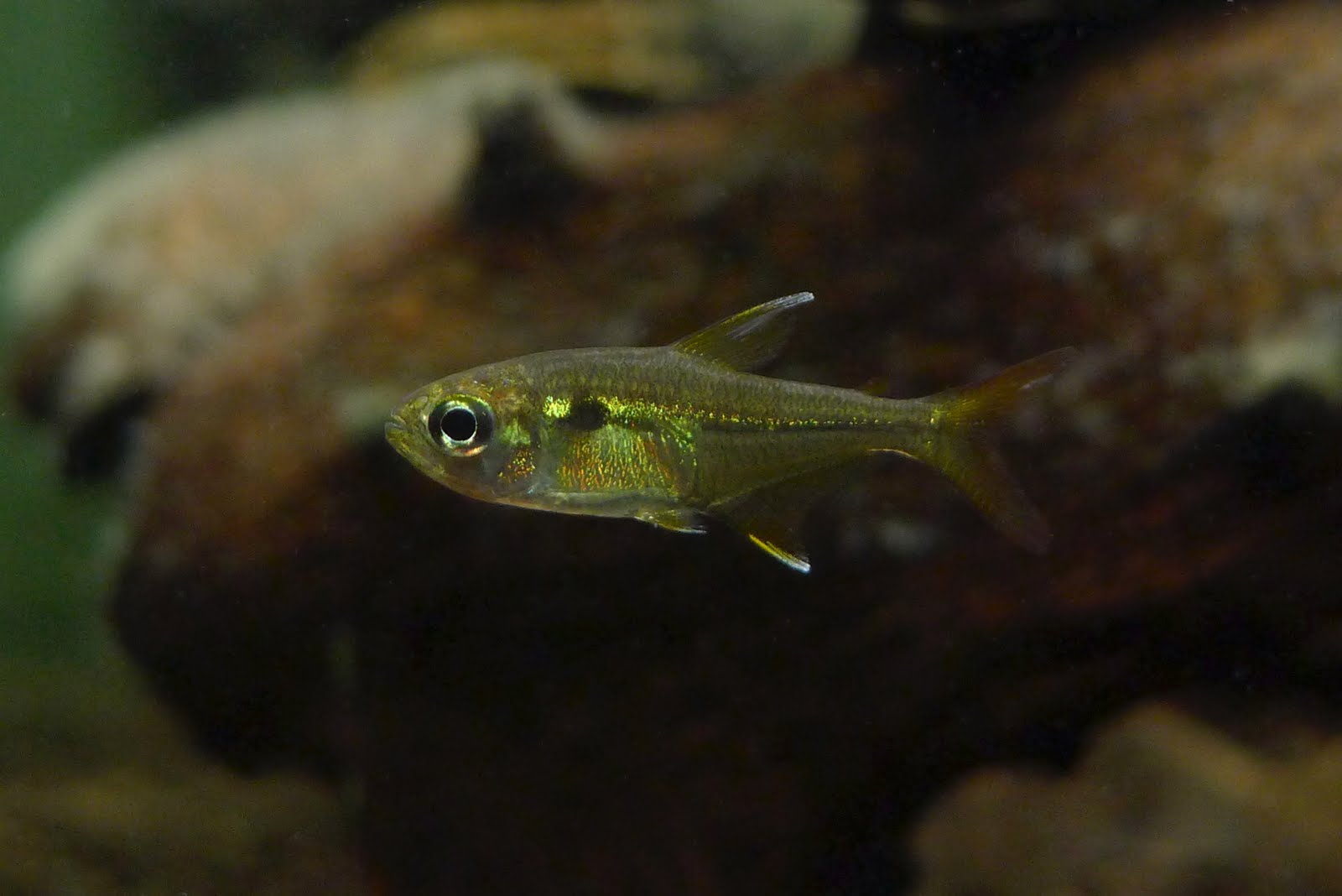 糖果王子灯 （Hemigrammus cf. elegans）灯鱼饲养资料，图片