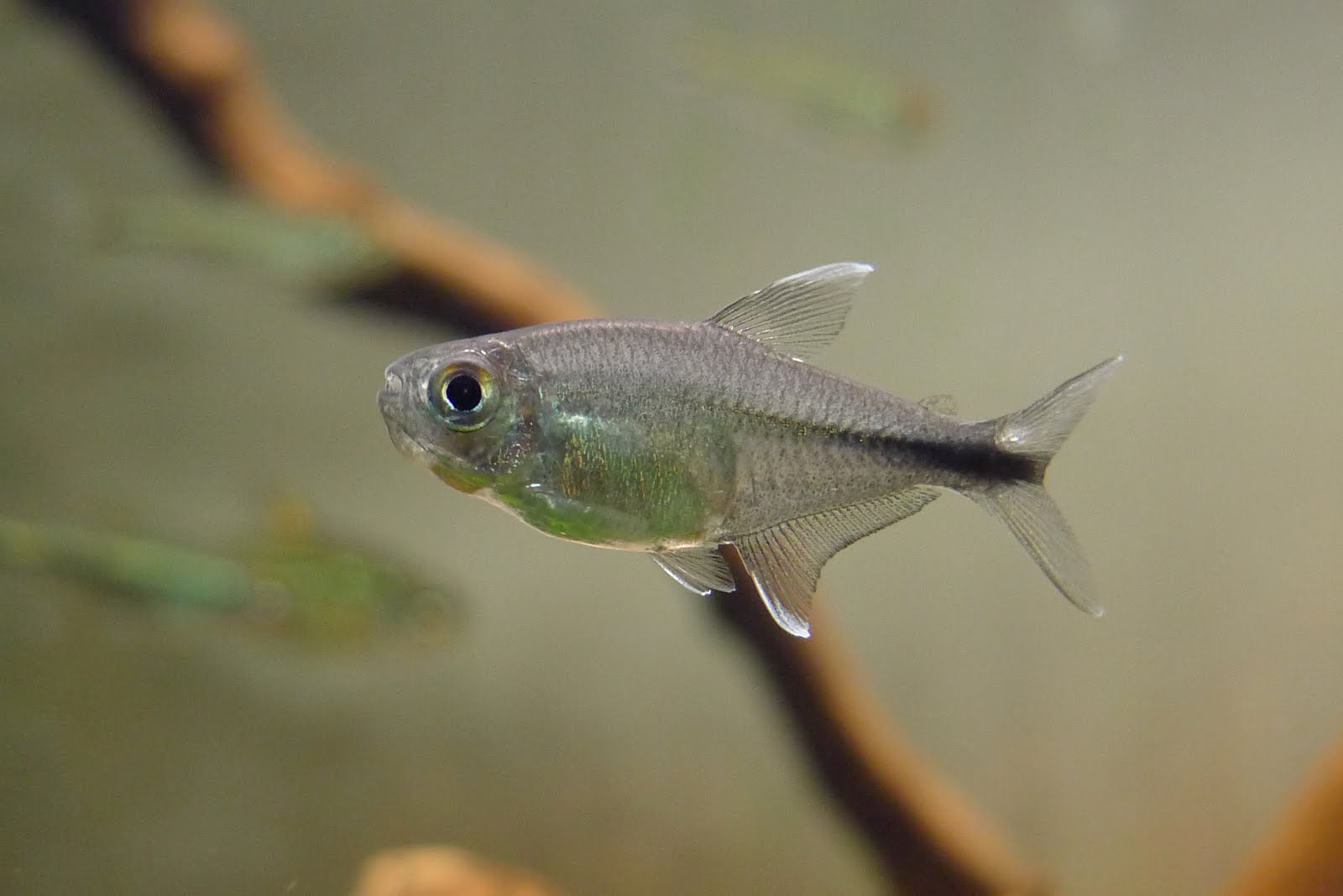 红尾银勾 (Hemigrammus filamentosus)灯鱼饲养资料，图片
