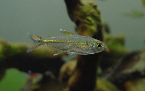 翡翠幻尾灯 （Moenkhausia cf. bonita “crystal green scissor tail”）灯鱼饲养资料，图片