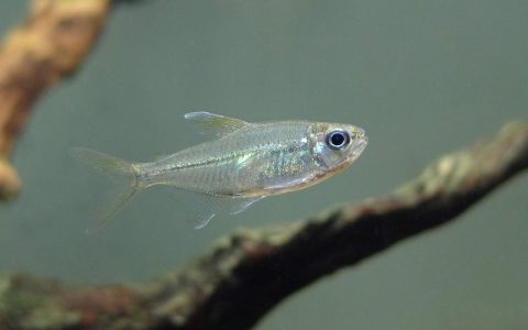潘塔纳尔蓝线王子灯 （Hemigrammus sp. “blue line” from Pantanal）灯鱼饲养资料，图片
