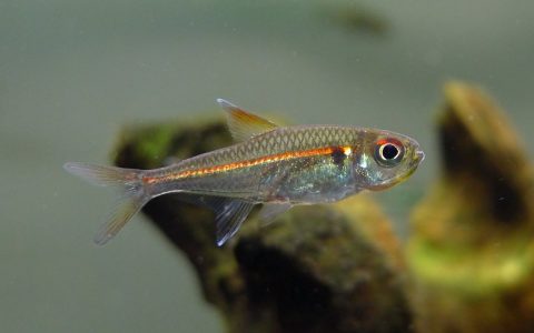 赤目赤线灯 （Hyphessobrycon sp. “red line ‘Rio Negro'”）灯鱼饲养资料，图片