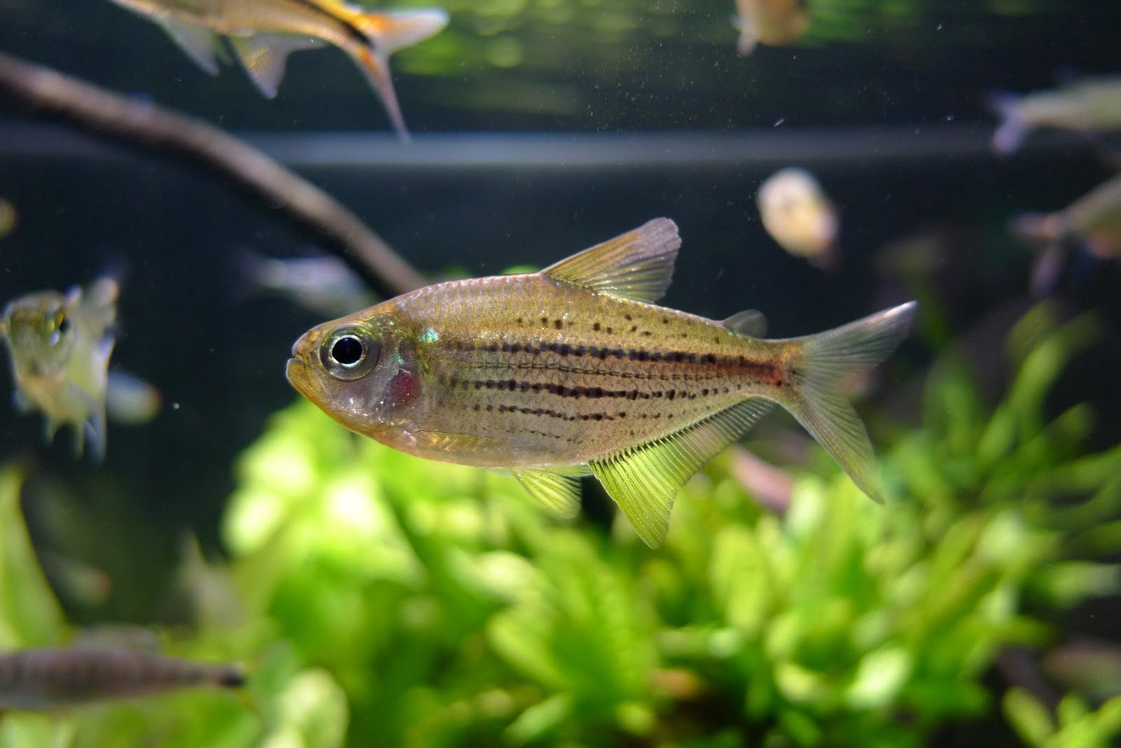 芝麻牛奶灯 （Moenkhausia simulata）灯鱼饲养资料，图片