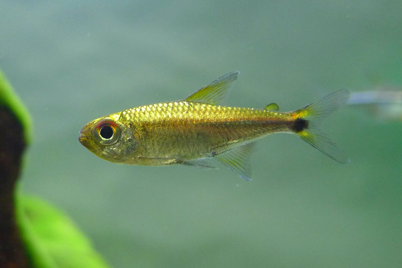 白金红袖灯 （Hyphessobrycon sp. “super red line platinum”）灯鱼饲养资料，图片