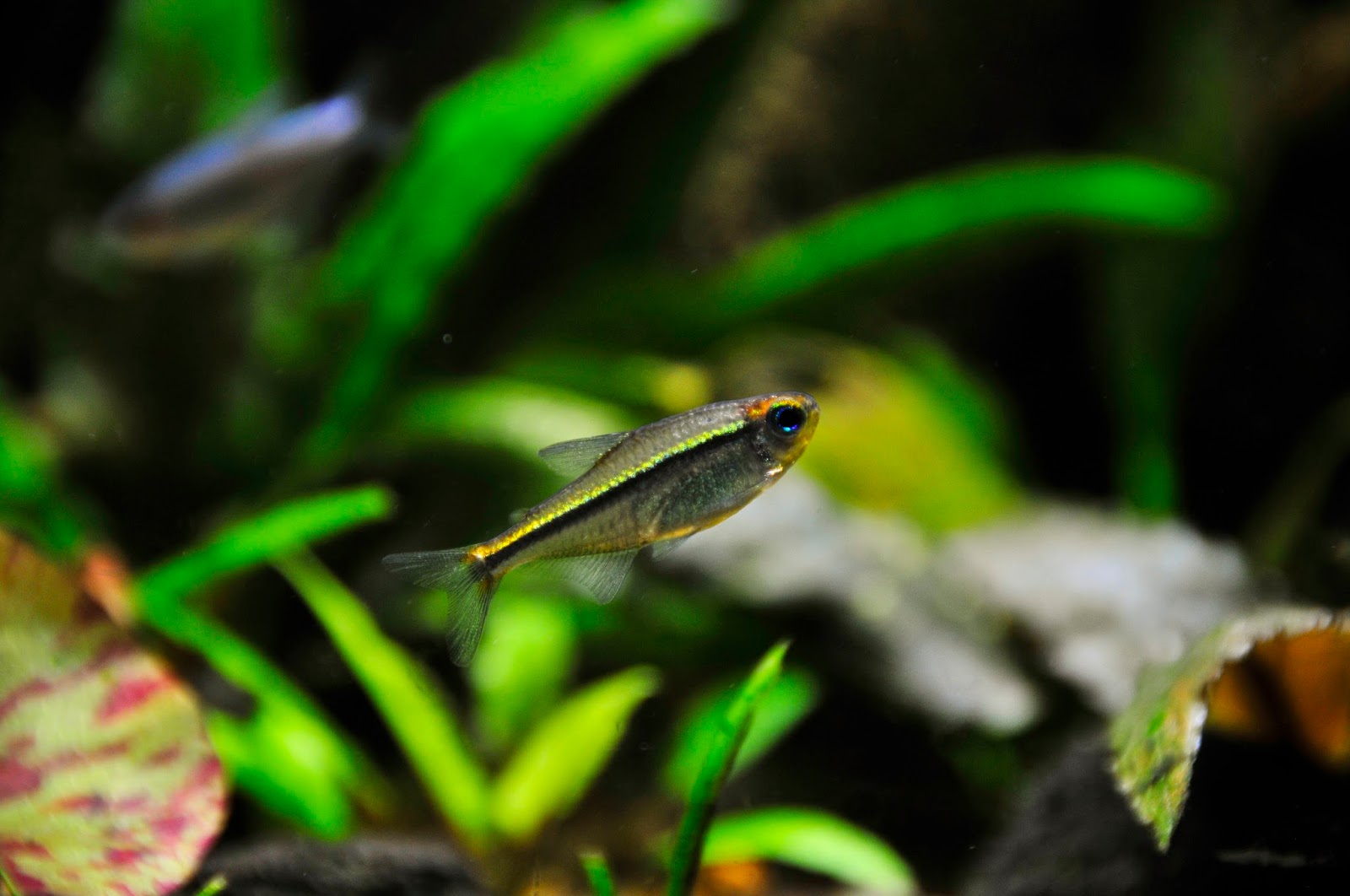 蓝眼翠绿魔鬼灯 （Hyphessobrycon psittacus）灯鱼饲养资料，图片