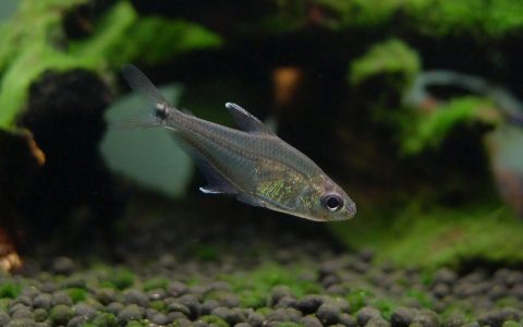 苏里南金刚灯 （Phenacogaster sp. from Suriname）灯鱼饲养资料，图片