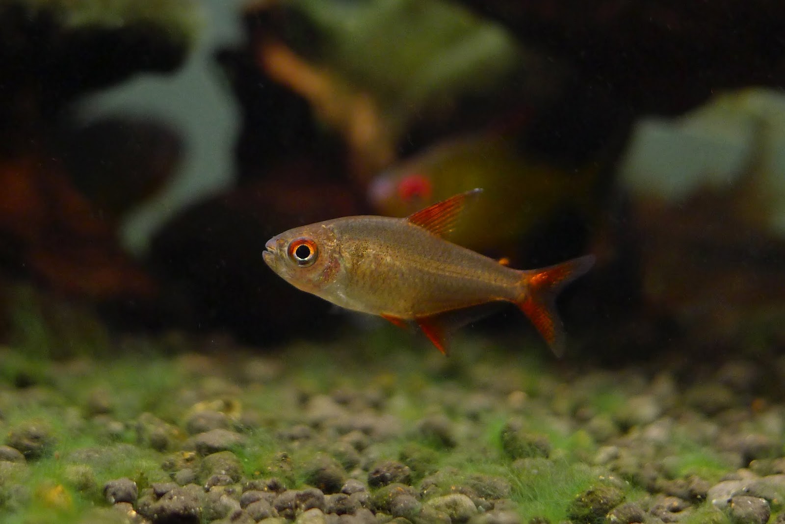 甜心柠檬灯 （Hyphessobrycon cf. pulchripinnis）灯鱼饲养资料，图片