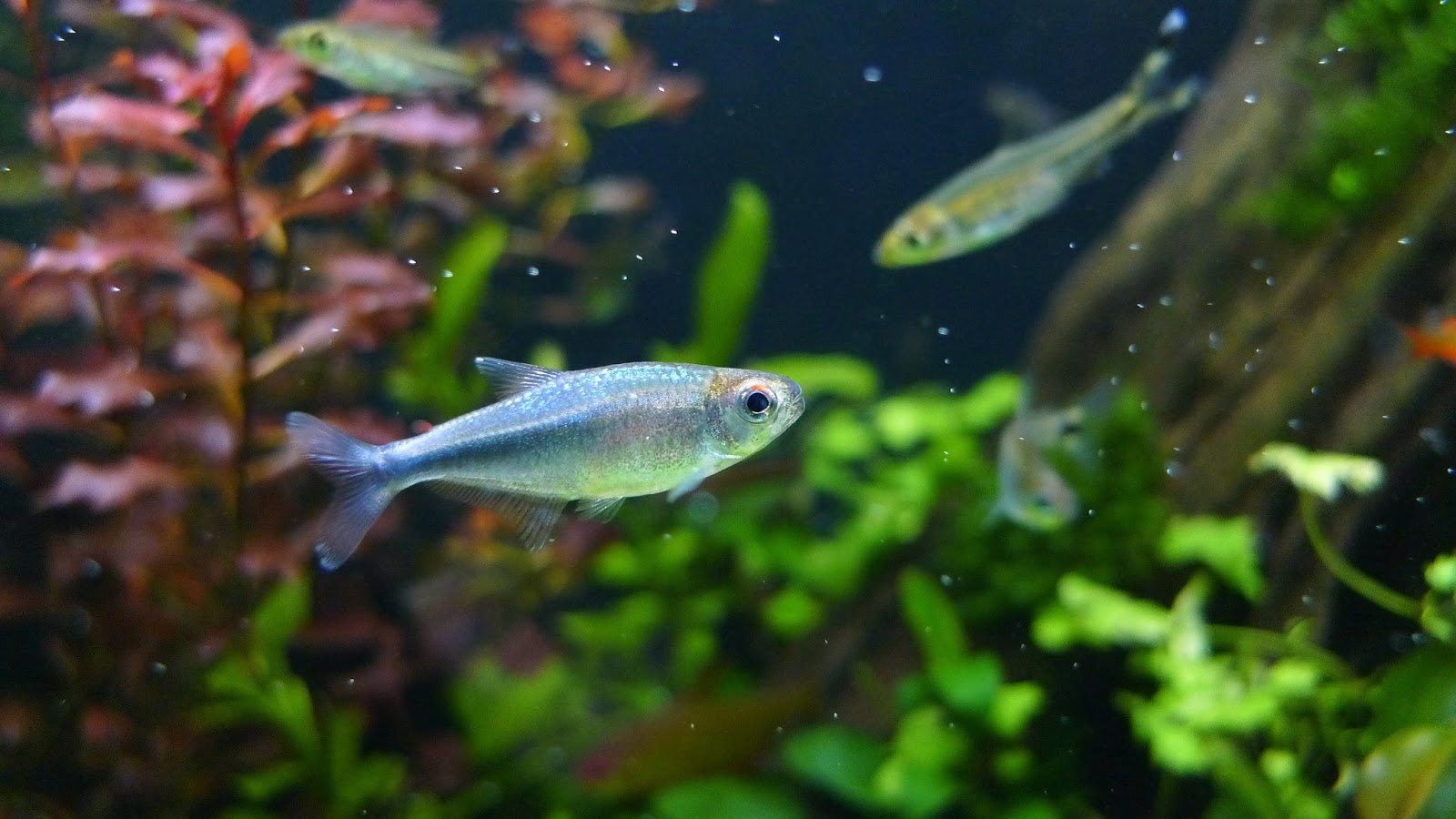 蓝法拉利灯 （Acrobrycon ipanquianus ？）灯鱼饲养资料，图片