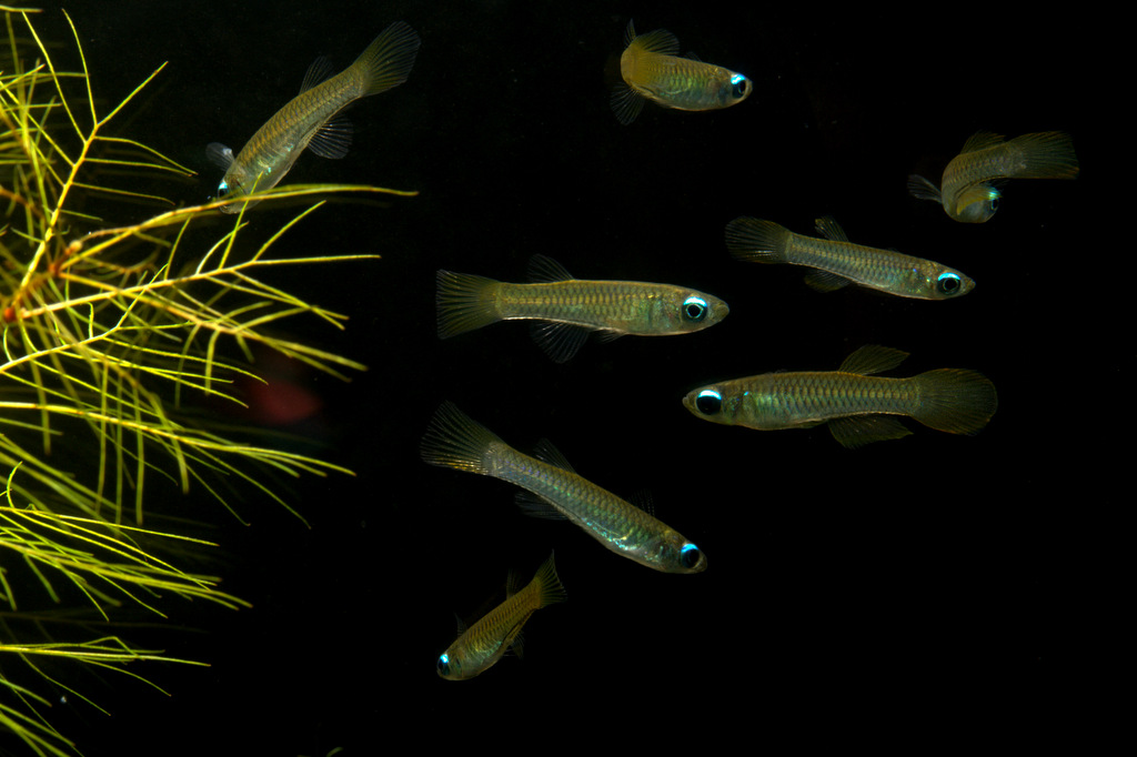 蓝眼灯鱼Aplocheilichthys Normani饲养资料、图片
