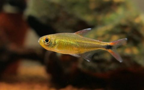 阿塔巴波幽灵灯 （Hyphessobrycon sp. from atabapo, Colombia）灯鱼饲养资料，图片