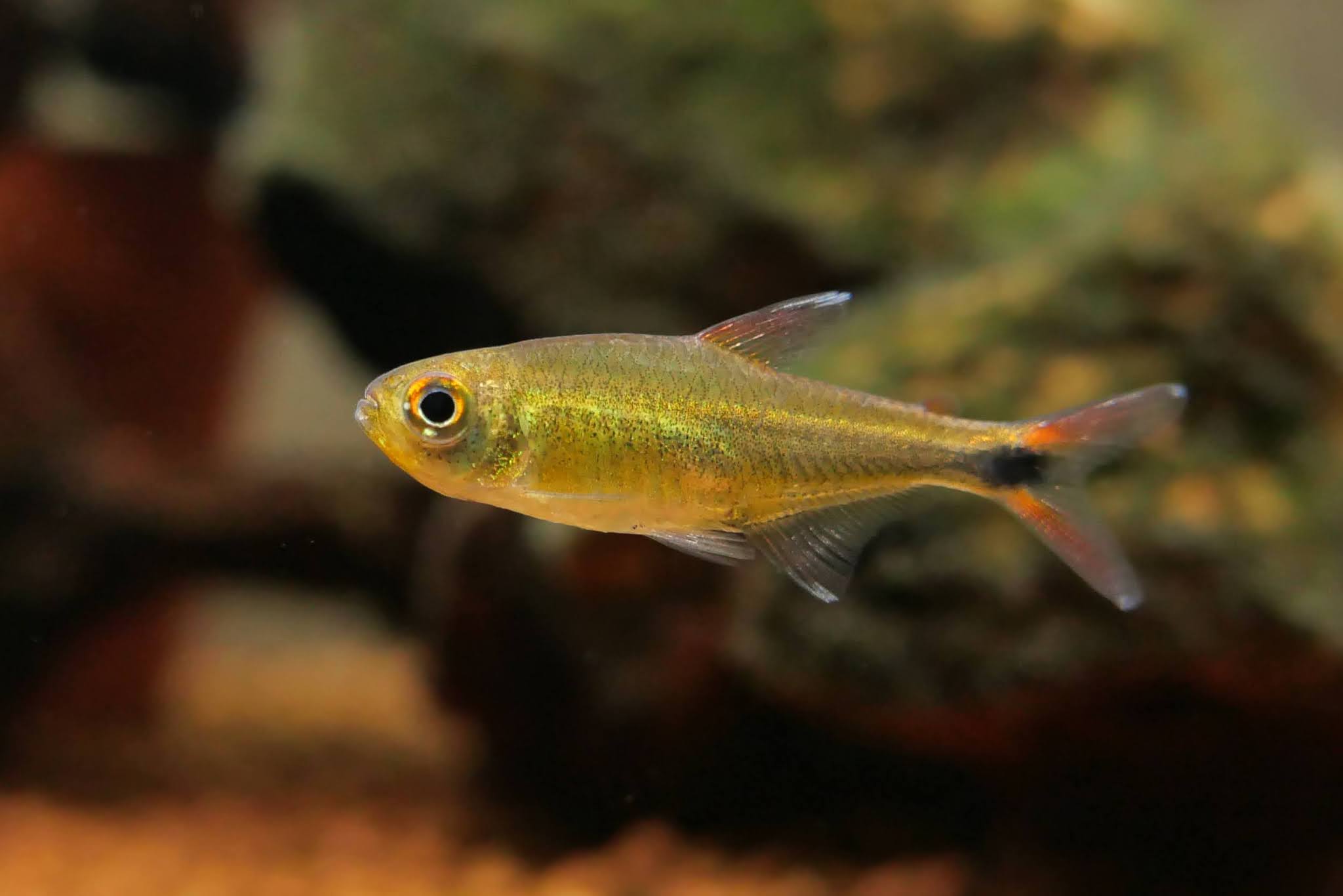 阿塔巴波幽灵灯 （Hyphessobrycon sp. from atabapo, Colombia）灯鱼饲养资料，图片