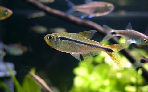 红眼祖鲁亚灯 （Hyphessobrycon chiribiquete）灯鱼饲养资料，图片