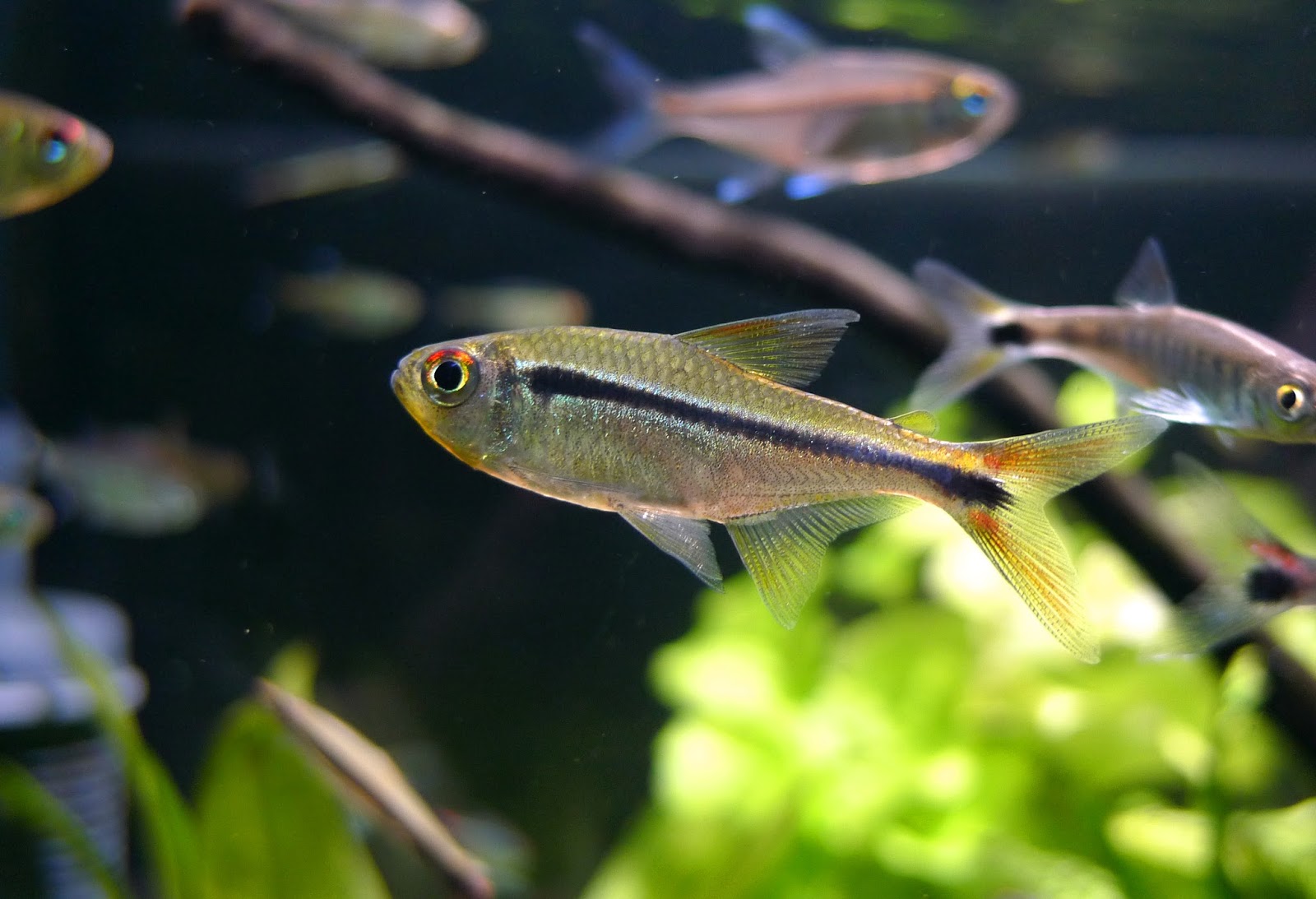 红眼祖鲁亚灯 （Hyphessobrycon chiribiquete）灯鱼饲养资料，图片