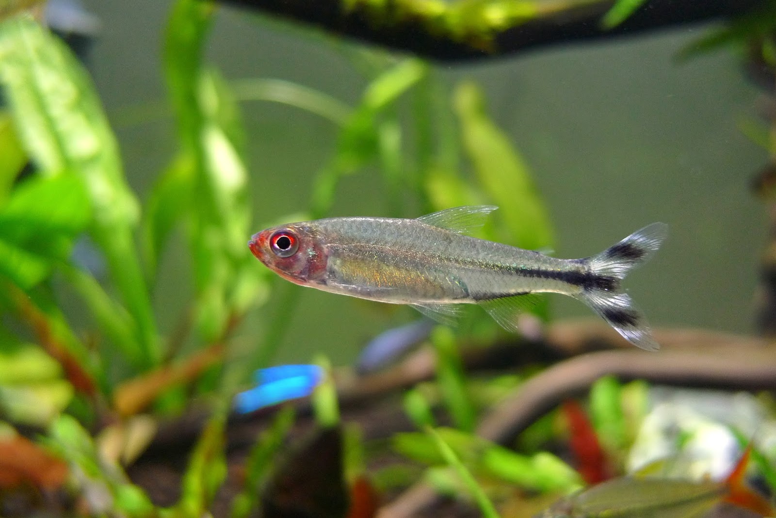 红眼剪刀 （Petitella georgiae）灯鱼饲养资料，图片