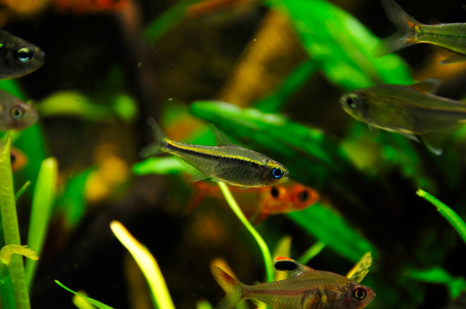 蓝眼翠绿魔鬼灯 （Hyphessobrycon psittacus）灯鱼饲养资料，图片