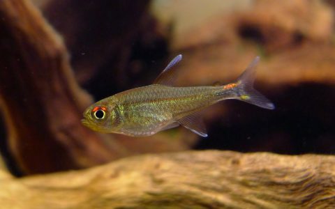 红肩萤火虫灯 (Hyphessobrycon sp. “Amapa”)灯鱼饲养资料，图片
