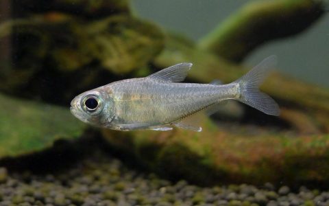 蓝衣公主灯 （Characidae sp.）灯鱼饲养资料，图片