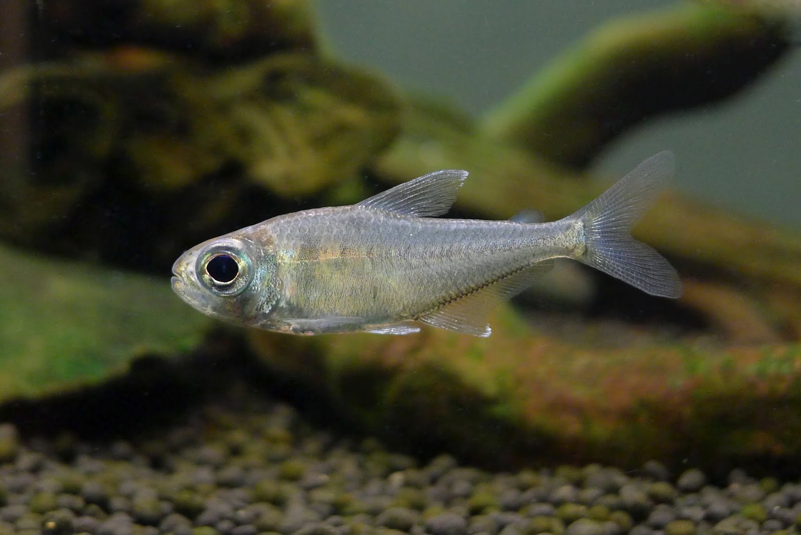 蓝衣公主灯 （Characidae sp.）灯鱼饲养资料，图片