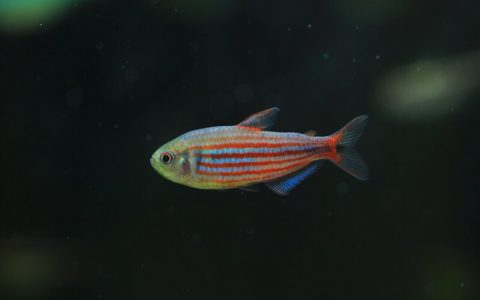 艾玛灯 （Hyphessobrycon hexastichos）灯鱼饲养资料，图片