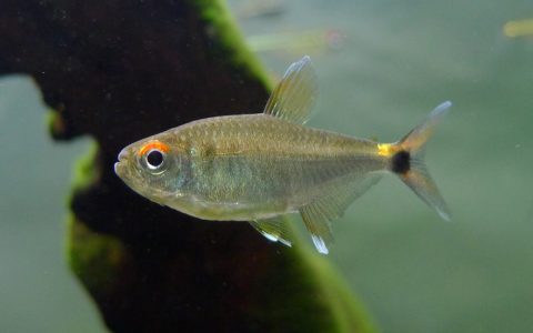 暗腹头尾灯(Hyphessobrycon sp. “dark belly”)灯鱼饲养资料，图片
