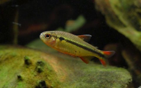 宝石翠绿魔鬼灯 （Hyphessobrycon comodoro）灯鱼饲养资料，图片