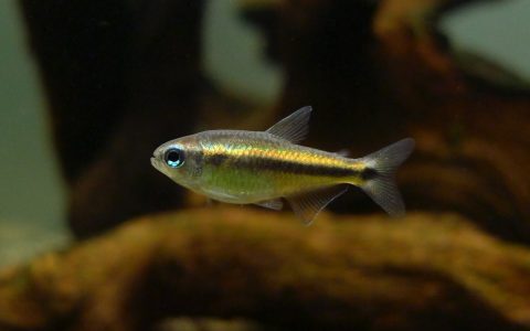 幻彩蓝魔鬼灯 （Hyphessobrycon sp. “blue devil”）灯鱼饲养资料，图片