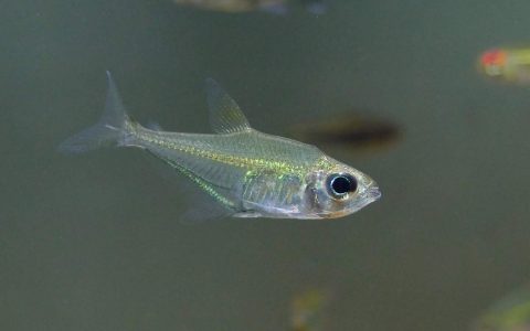 翡翠神风灯 （Heterocharax macrolepis）灯鱼饲养资料，图片