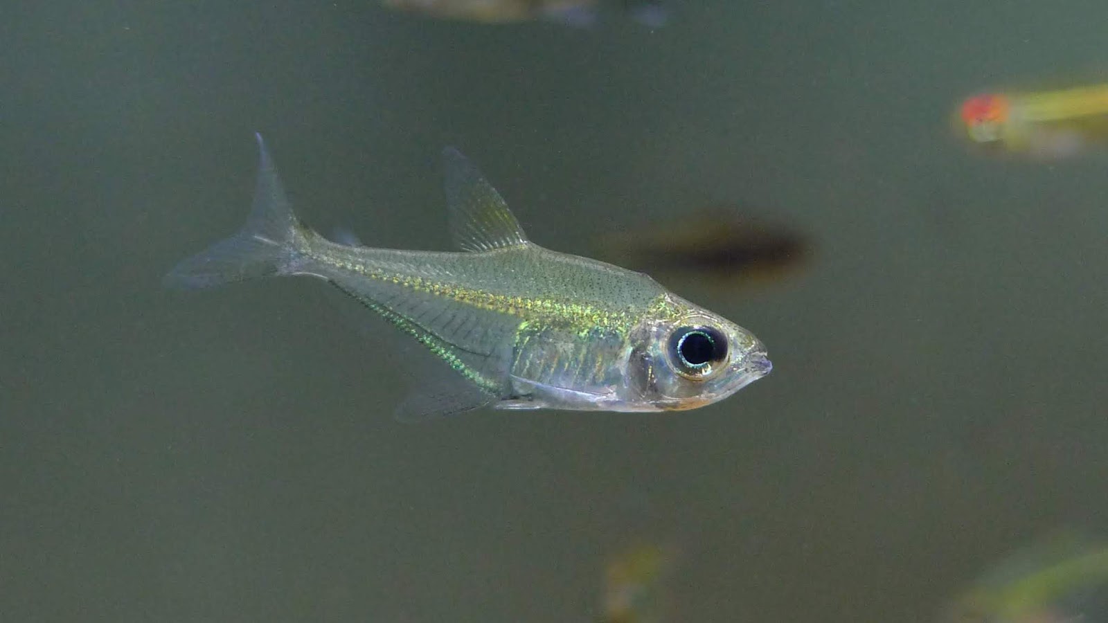 翡翠神风灯 （Heterocharax macrolepis）灯鱼饲养资料，图片