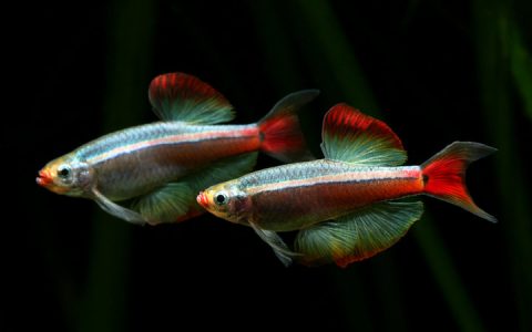 白云金丝鱼Tanichthys albonubes饲养资料、图片