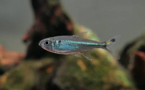 蓝琉璃斑尾灯 （Hemigrammus sp.）灯鱼饲养资料，图片