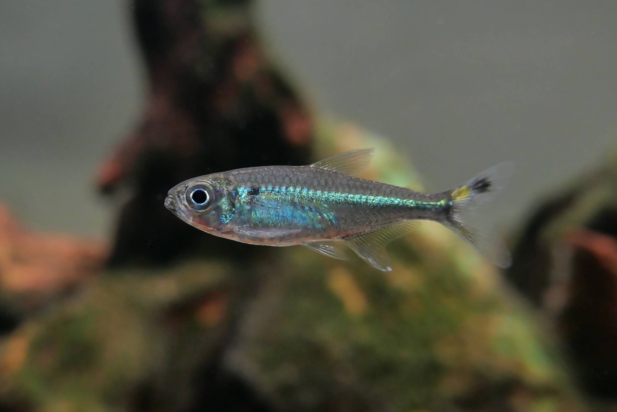 蓝琉璃斑尾灯 （Hemigrammus sp.）灯鱼饲养资料，图片