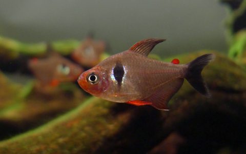 潘塔纳尔红旗 (Hyphessobr​​​​​ycon sp. “Pantanal”)饲养资料，图片