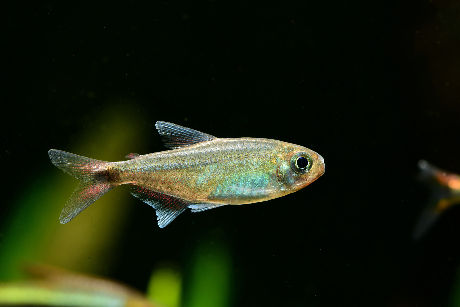 赤霞灯 （Moenkhausia sp.）灯鱼饲养资料，图片