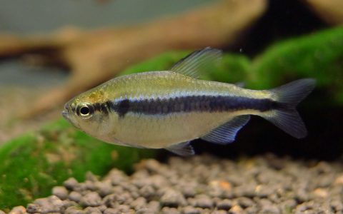 蓝帝灯 （Hyphessobrycon cyanotaenia）灯鱼饲养资料，图片