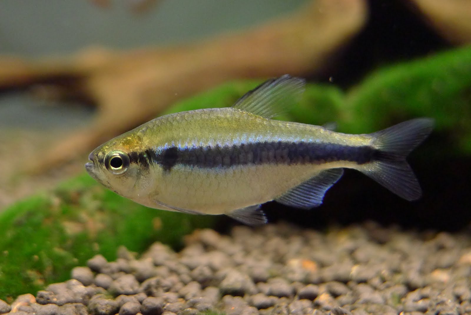 蓝帝灯 （Hyphessobrycon cyanotaenia）灯鱼饲养资料，图片