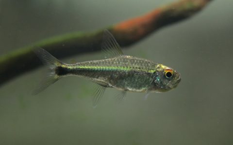 半白金暗腹橘青线灯 (Hyphessobr​​​​ycon sp.)饲养资料，图片