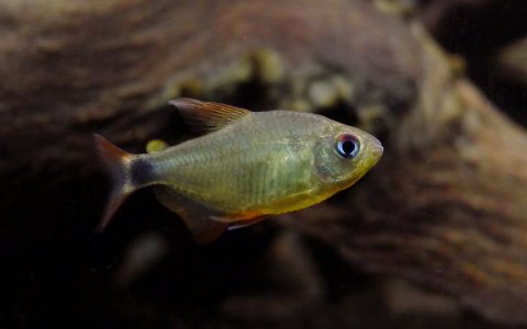 凯蒂灯 （Hyphessobrycon heliacus）灯鱼饲养资料，图片