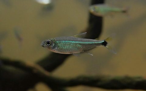 阿里普阿南细线蓝琉璃灯 （Characidae sp. “green line black tail spot” from Aripuana）灯鱼饲养资料，图片