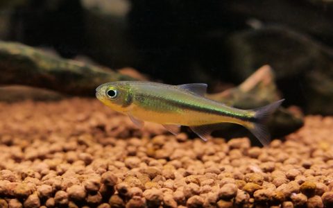 薄荷炫彩灯 （Ceratobranchia sp. “green”）灯鱼饲养资料，图片